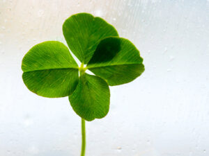 Eine Nahaufnahme eines grünen vierblättrigen Klees mit sichtbaren Adern vor einem unscharfen, verregneten Fensterhintergrund.