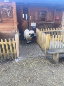 Ein flauschiges weißes Schaf mit schwarzem Gesicht und schwarzen Beinen steht in der Tür einer Holzscheune, die von einem kleinen Holzzaun auf einem Bauernhof umgeben ist.