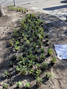 Reihen von kleinen Grünpflanzen in der Erde, bereit zum Einpflanzen in ein Gartenbeet in der Nähe eines Bürgersteigs; auf der rechten Seite sind ein aufgerolltes Papier und Teilschatten zu sehen.