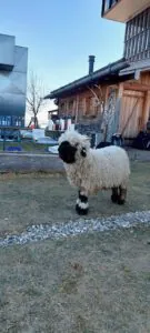 Ein flauschiges Schaf mit schwarzem Gesicht und schwarzen Beinen steht im Gras in der Nähe eines rustikalen Holzgebäudes, mit verstreuten Outdoor-Geräten und einem klaren Himmel im Hintergrund.